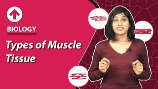 Types of Muscular Tissues  Structural Organisation In Animals  Biology  Class 9 [upl. by Anora790]