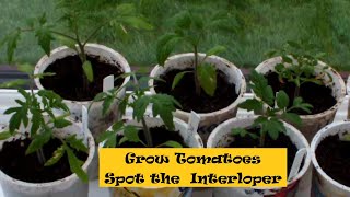 Grow Tomatoes I might have an interloper that came in with the garden soil Can you spot it [upl. by Mcnutt]