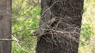 Goanna descending a tree [upl. by Nnyliak]