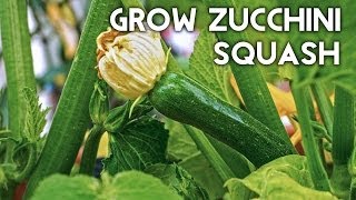 Growing Zucchini Squash  Advice Tips Harvest amp Recipe [upl. by Artenra276]