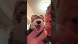 Honey has some fun ferret facts ferret [upl. by Halford967]