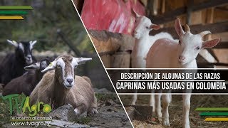 Descripción de Algunas de las Razas Caprinas más Usadas en Colombia TvAgro por Juan Gonzalo Angel [upl. by Kettie]