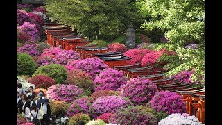 Azaleas in Tokyo at Nezu Shrine  根津神社のつつじ [upl. by Zehc]