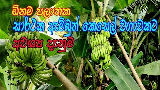 සාර්ථක ඇමිබූන් කෙසෙල් වගාවකට Ambun kesel wagawa  Ambun Wagawa Sinhala [upl. by Mintz377]