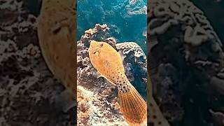 Filefish scubadiving philippines ocean [upl. by Earla]