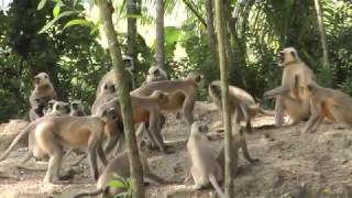 Monkey Fight II Langur Monkey Fight and Sounds [upl. by Nonnek]