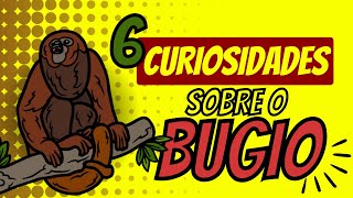 BUGIO ATACA PESSOAS  CURIOSIDADES SOBRE ESSE MACACO [upl. by Leslie552]