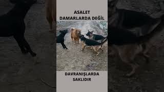 Köpeğe Saldıran Köpek Sürüsü [upl. by Mohkos]