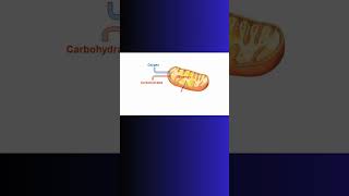 ATP ENERGY EXPLAINED atp bioenergetics biochemistry physiology mitochondria cell cells [upl. by Hillery]