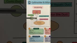 🔥 Anatomy in 60 SECONDS Gallbladder Bile Ducts Liver Biliary Tree amp System [upl. by Aizat]