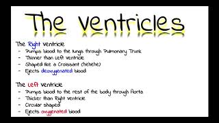 The Ventricles and their Features [upl. by Lothario]