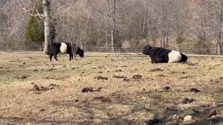 Belted Galloway Homestead Has Moved [upl. by Shep]