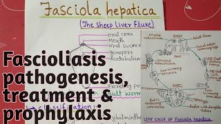 Fasciola hepatica  full notes explain in hindi [upl. by Aicatsana]