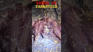 🕸💯😯💯🕸SPEED OF TARANTULA💯THERAPHOSA🕸💯😯💯🕸 goliath tarantula wildlife nature [upl. by Odin]