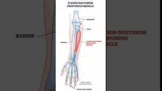 Flexor digitorum profundus muscle physiotherpy humananatomy upperbodymuscle sports [upl. by Niamor850]