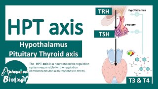 HPT axis  Hypothalamus Pituitary Thyroid axis  Regulation of thyroid hormone [upl. by Yesac192]