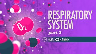 Respiratory System Part 2 Crash Course Anatomy amp Physiology 32 [upl. by Dearborn161]