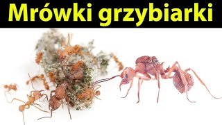 Mrówki Acromyrmex octospinosus  mini opis Gatunkowy i hodowla mrówek grzybiarek [upl. by Nioe]