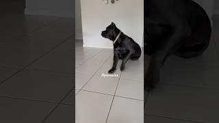 Well behaved dog… dogbreed corso canecorsolovers canecorso dog [upl. by Ecad288]