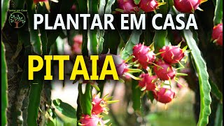 Pitaya em Casa Produzir Cultivar Dicas de tudo que precisa saber dessa Fruta [upl. by Tengler]