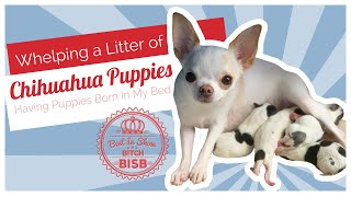 Whelping A Litter of Chihuahua Puppies [upl. by Harpole428]