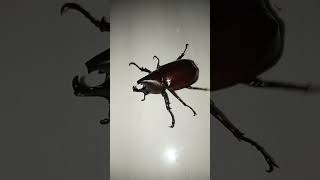 giant beetles wildlife nature youtubeshorts shortsfeed shorts [upl. by Wendye]