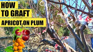 Grafting apricot and plum  apricot Grafting  graft apricot tree [upl. by Avilla472]