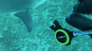 Shark Sneaks Up And Scares The  Out Of Diver [upl. by Ellenahs]