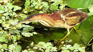 Least Bittern usually shy and elusive catches a fish in the open then quickly hurries away to hide [upl. by Eanrahs]