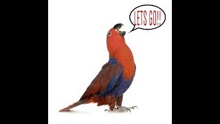 ECLECTUS PARROT SHOUTS AT ITS OWNER [upl. by Remmer]