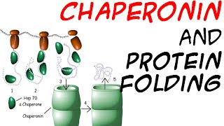 Role of chaperones in protein folding [upl. by Alesig]