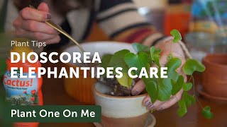 DIOSCOREA ELEPHANTIPES Care amp Repot — Ep 299 [upl. by Aisul]