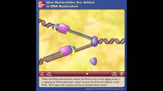 DNA replicatie animatie20130112 [upl. by Serle]