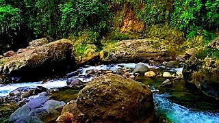 Morning Stream Flowing in the Forest Chirping Melody  FOREST 365 [upl. by Louisa771]