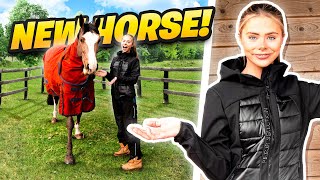 I SURPRISED BEHZINGA WITH A NEW HORSE [upl. by Nedla]