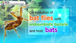 Coevolution of bat flies endosymbiotic bacteria and host bats ERATO Evolving Symbiosis Project [upl. by Beauregard]