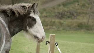 Clydesdale Saving the Greatest Horse  Official Trailer [upl. by Anirtac]