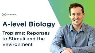 Plant Responses Tropisms  Alevel Biology  OCR AQA Edexcel [upl. by Enixam]