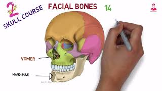 facial bones [upl. by Armalla]