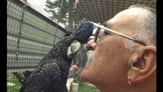 Human Interaction With Black cockatoos and Various Australian Birds [upl. by Care733]