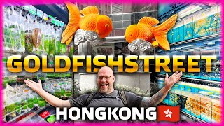 WELCOME to the GOLDFISHSTREET HONG KONG 2024 [upl. by Atteselrahc]