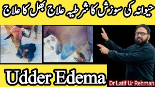 Udder Edema in cow 🐄  Diagnosis and treatment  Dr Latif Ur Rehman  cow farming [upl. by Reinal91]