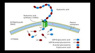 Glycosaminoglycans Proteoglycans and Glycoproteins I Hania Nizami I MOL 114 PAL review session [upl. by Arvad]