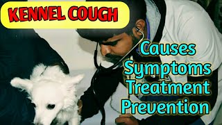 kennel cough in dogs। kennel cough sound। kennel cough treatment। kennel cough signs in dogs [upl. by Sclar]