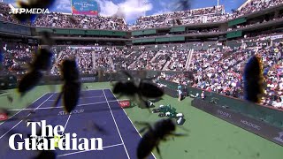 Bee invasion forces Alcaraz and Zverev off the court at Indian Wells [upl. by Jannery]