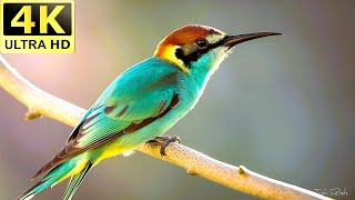 Stunning European BeeEater Nature’s Most Colorful Bird  Wildlife On Earth wildlife amazon [upl. by Jowett]