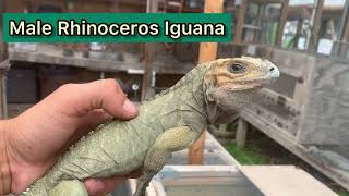 Male Rhino Cyclura Iguana 225 Inches Big Blue Male 16 months old [upl. by Hein]