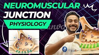 neuromuscular junction physiology  neuromuscular transmission physiology in Hindi [upl. by Ettelorahc145]