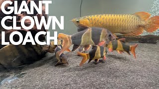 HOW IS THE MONSTER CLOWN LOACH DOING IN THE 10FT AQUARIUM [upl. by Jecon536]