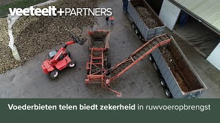 Voederbieten telen biedt zekerheid in ruwvoeropbrengst [upl. by Weinreb]